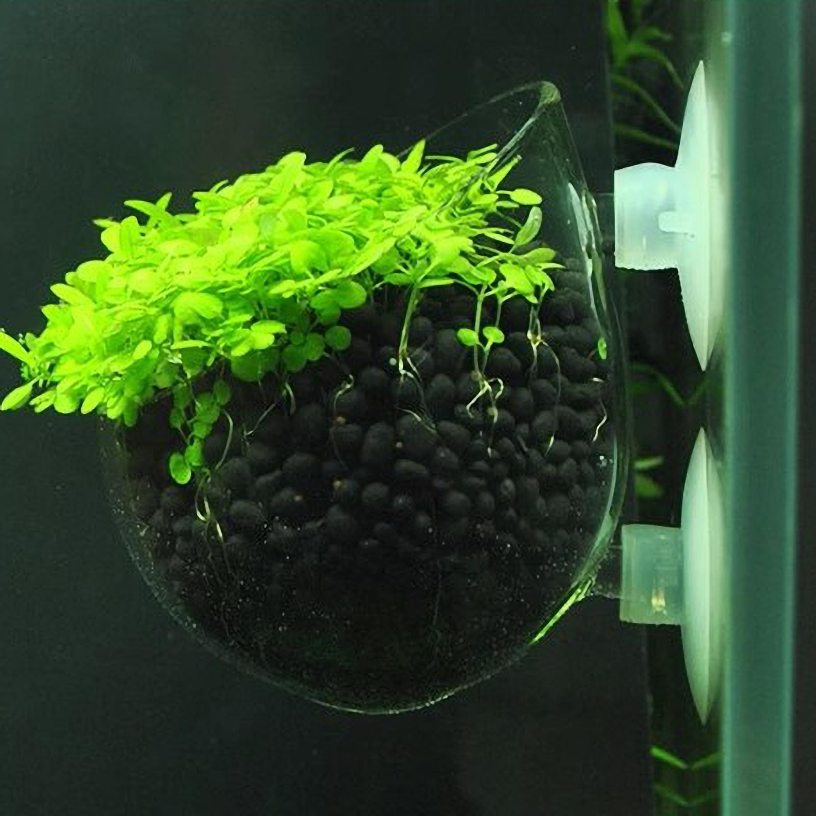 Planted Aquarium Aquascape - Akvaryum Bitki Tutucu Cam Su Bitkisi