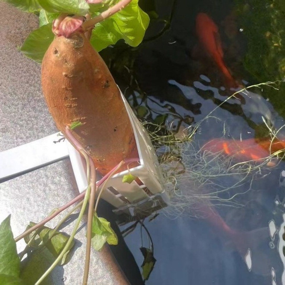 Aquarium Planted Wall - Duvara Monte Edilen Akvaryum Bitki Sepeti