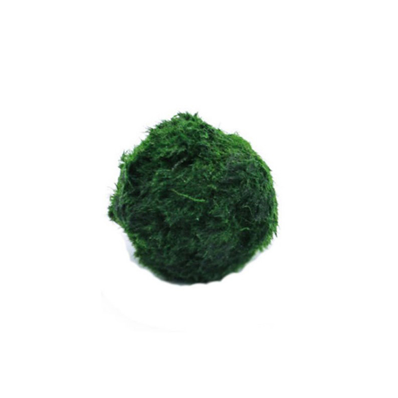 Planted Aquarium Aquascape - Marimo Yosun Topları Canlı Akvaryum Bitkisi