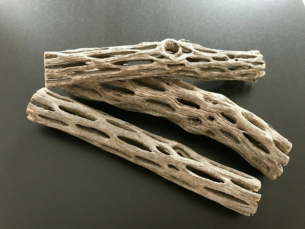 Aquarium Plant Seeds - Organik/Doğal Akvaryum Cholla Kaktüs Ahşap Karides
