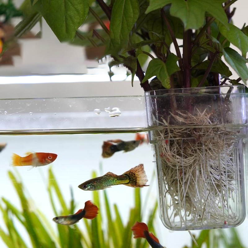 Duvara Monte Edilen Hidroponik - Aquarium Planted Wall incelemesi ve fiyatı