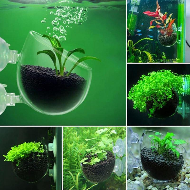 Akvaryum saksı cam silindir fi - Aquarium Plant Seeds incelemesi ve fiyatı