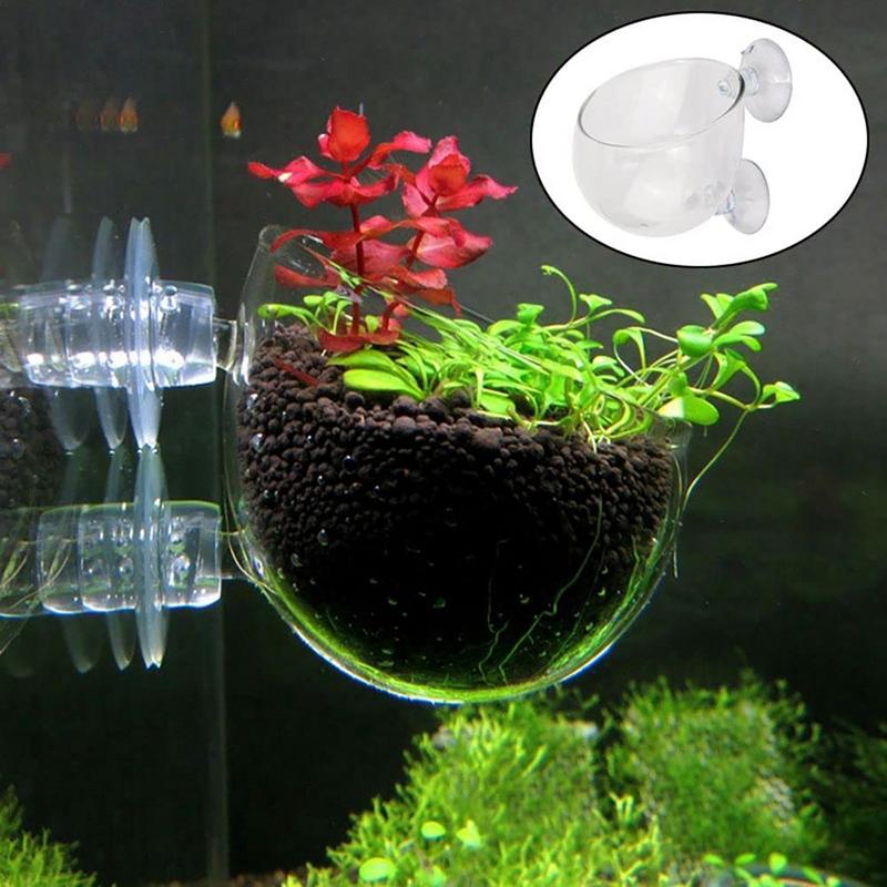 Akvaryum saksı cam silindir fi - Aquarium Plant Seeds incelemesi ve fiyatı
