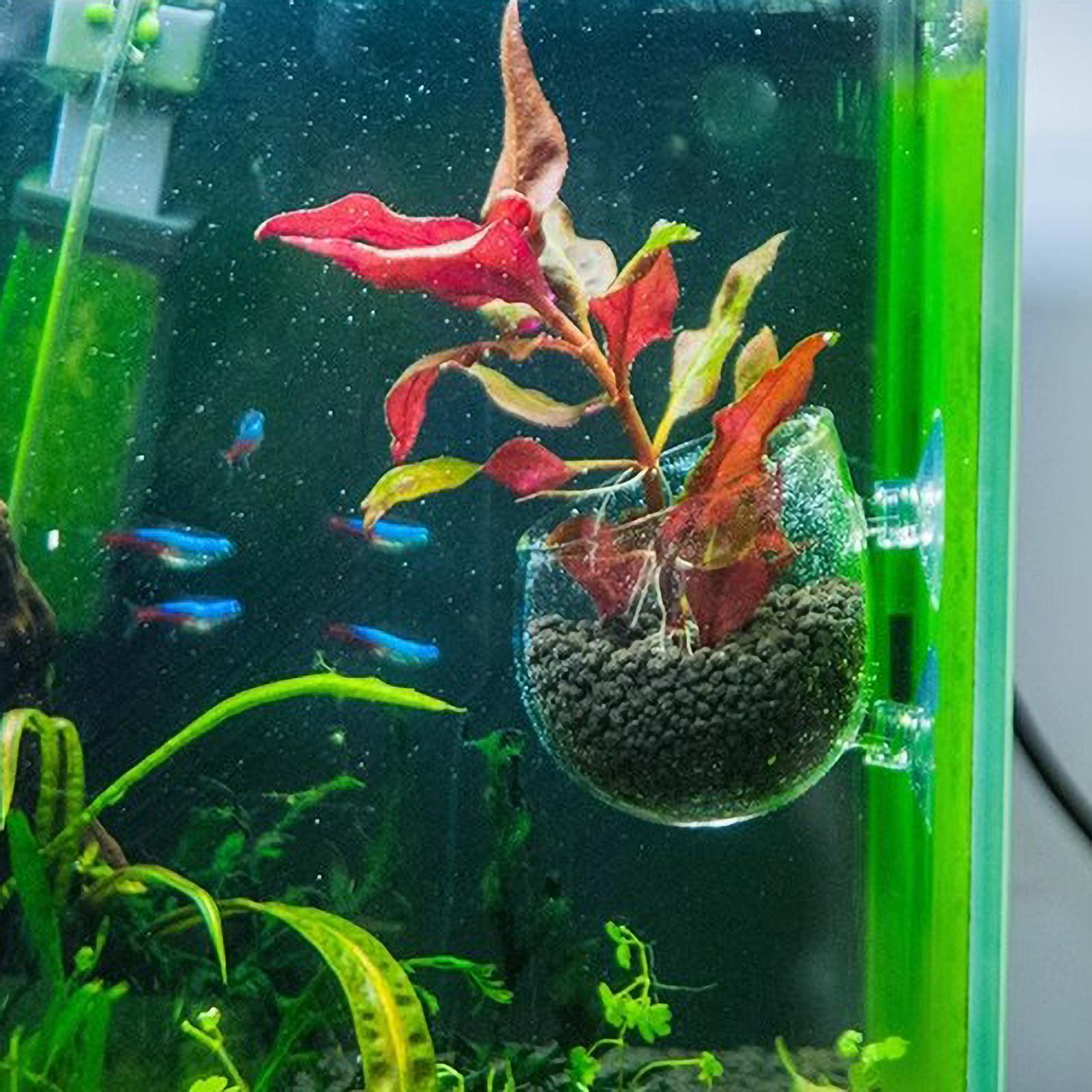 Akvaryum Bitki Tutucu Cam Su B - Planted Aquarium Aquascape incelemesi ve fiyatı