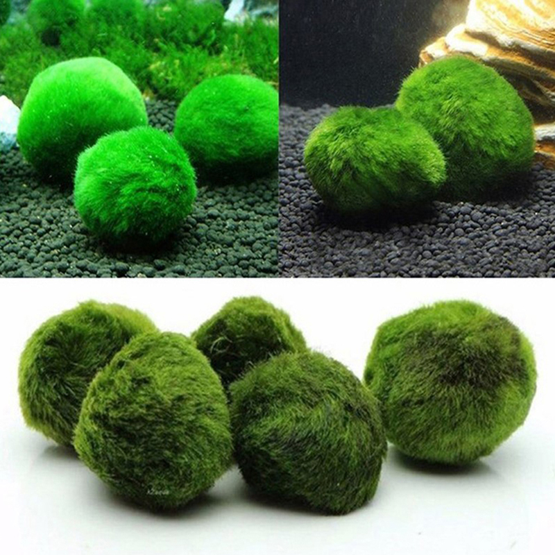 Marimo Yosun Topları Canlı Akv - Planted Aquarium Aquascape incelemesi ve fiyatı