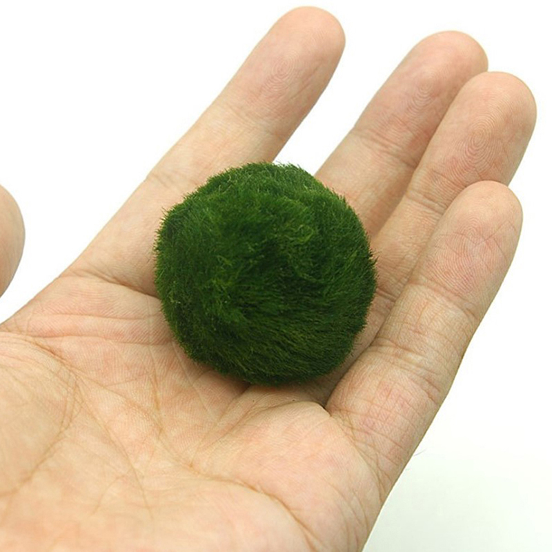 Marimo Yosun Topları Canlı Akv - Planted Aquarium Aquascape incelemesi ve fiyatı