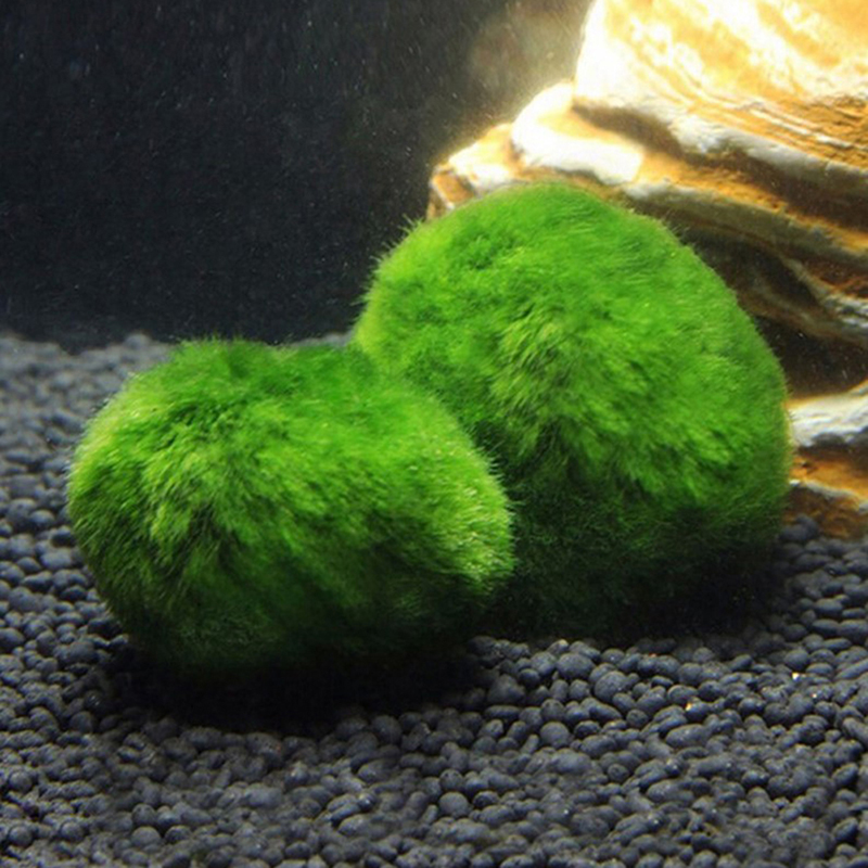Marimo Yosun Topları Canlı Akv - Planted Aquarium Aquascape incelemesi ve fiyatı