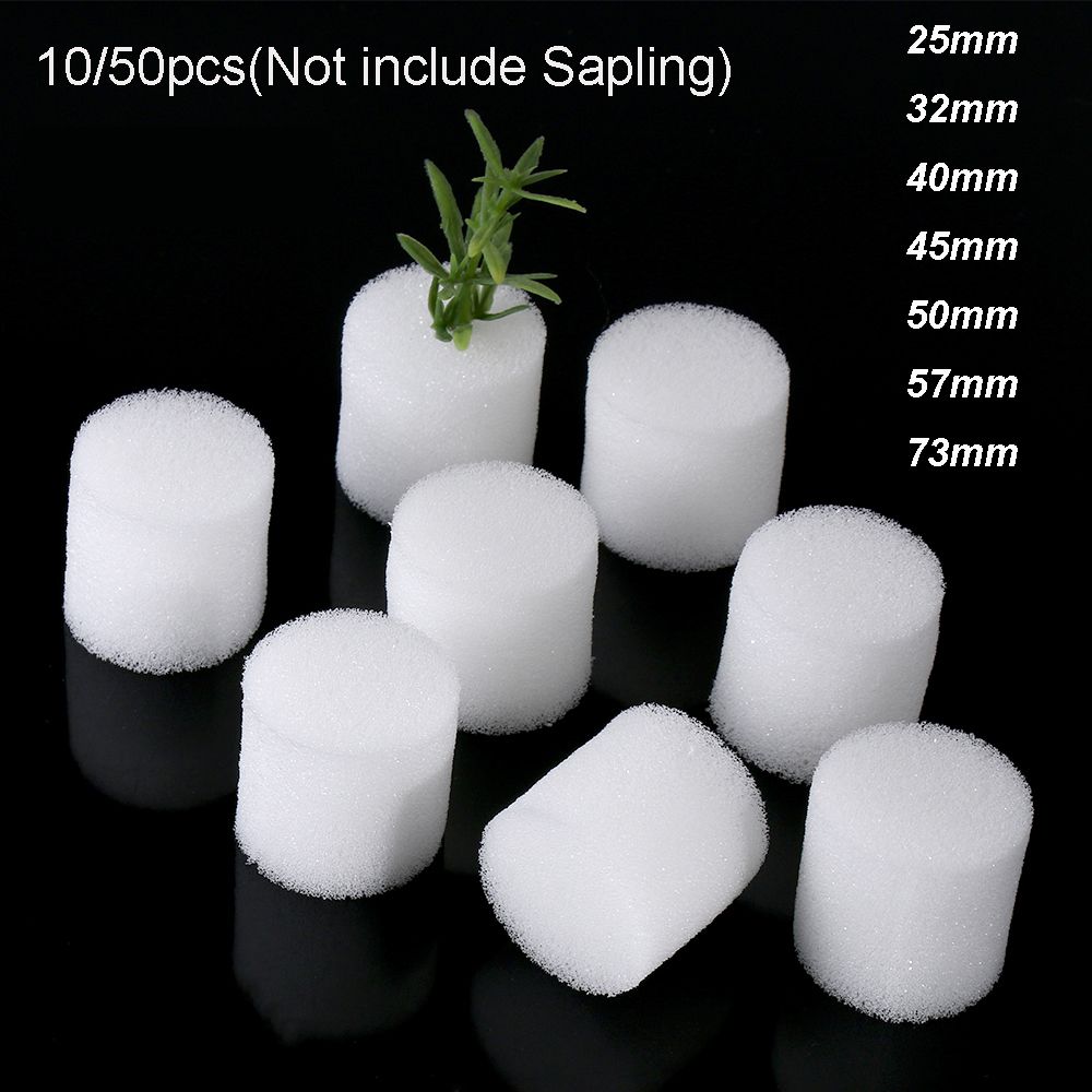 10/50 adet dayanıklı bahçe mal - Aquarium Plant Seeds incelemesi ve fiyatı