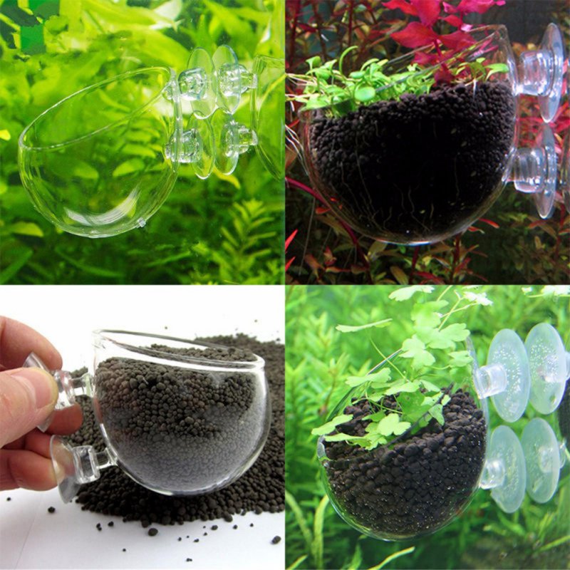 Akvaryum asılı sucul bitki toh - Aquarium Plant Seeds incelemesi ve fiyatı