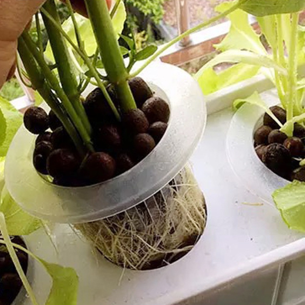 10/50 adet Dayanıklı Dikim Akv - Aquarium Plant Seeds incelemesi ve fiyatı