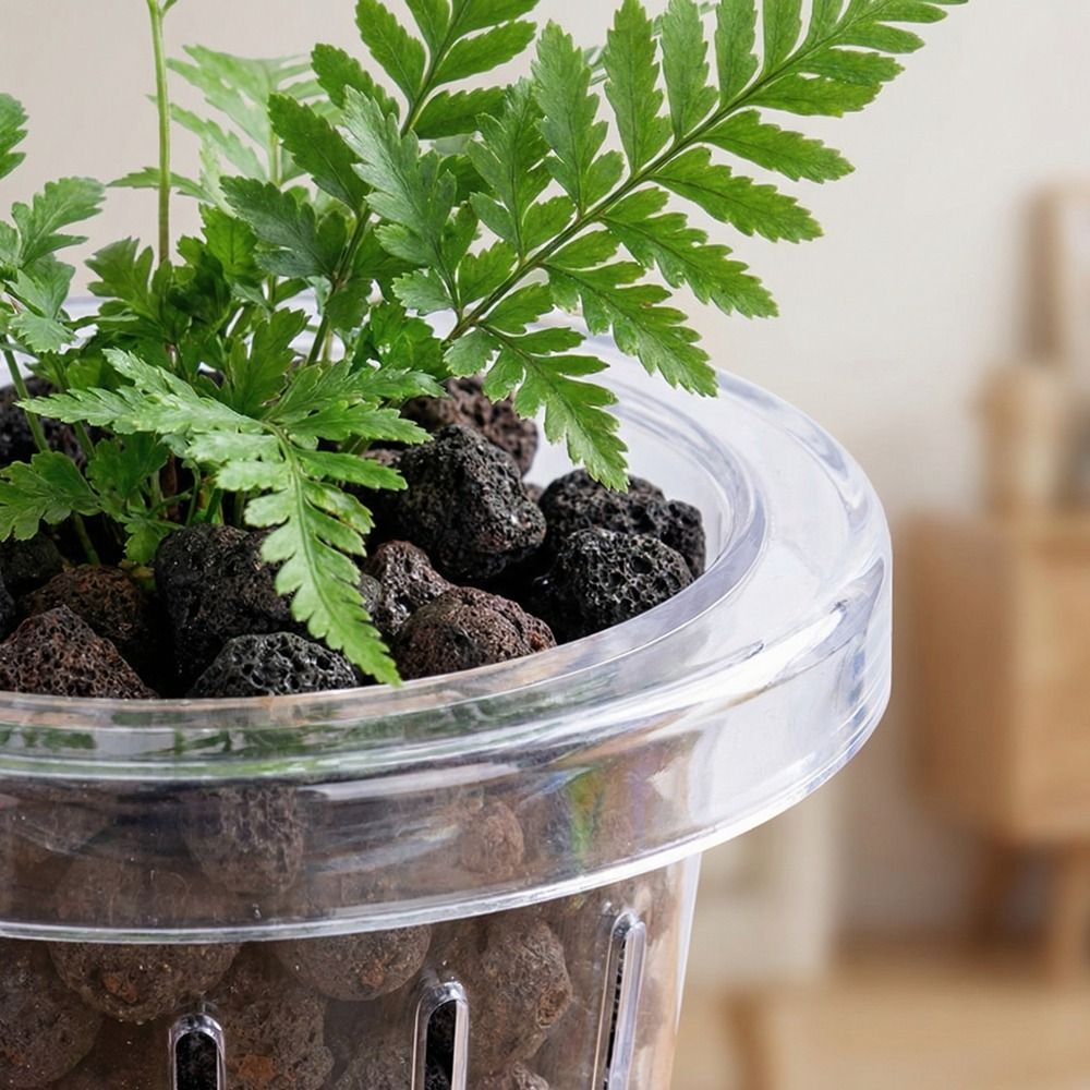 Şeffaf Balık Tankı Çim Kabı Yu - Aquarium Planted Wall incelemesi ve fiyatı